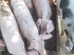 Porci