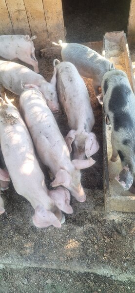 Porci