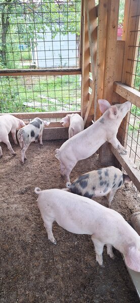 Porci