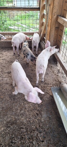 Porci