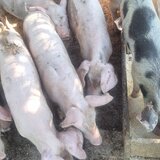 Porci