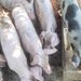 Porci