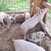 Porci
