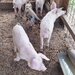 Porci